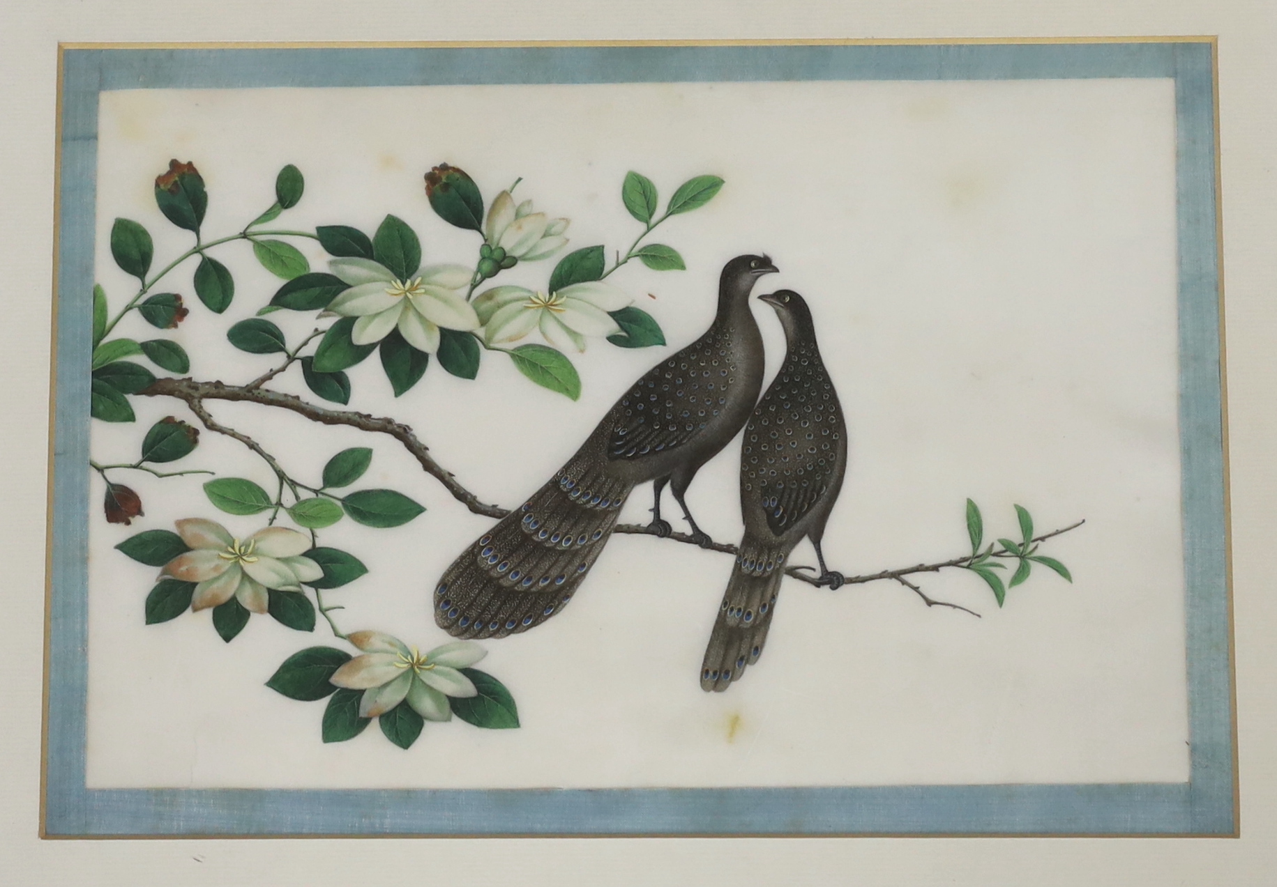 A set of thirteen Chinese pith paintings of birds perched on branches, Daoguang period (1821-50)